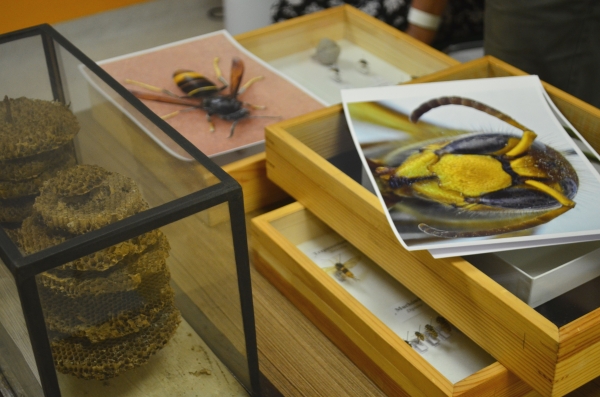 "Osy – jakie są, nie każdy wie" czyli kolejne spotkanie w ramach "Pogotowia kulturalnego"